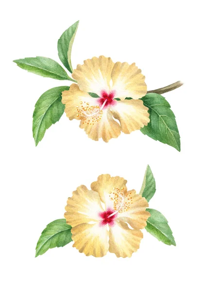 Acuarela Ilustración Flores Hibisco —  Fotos de Stock