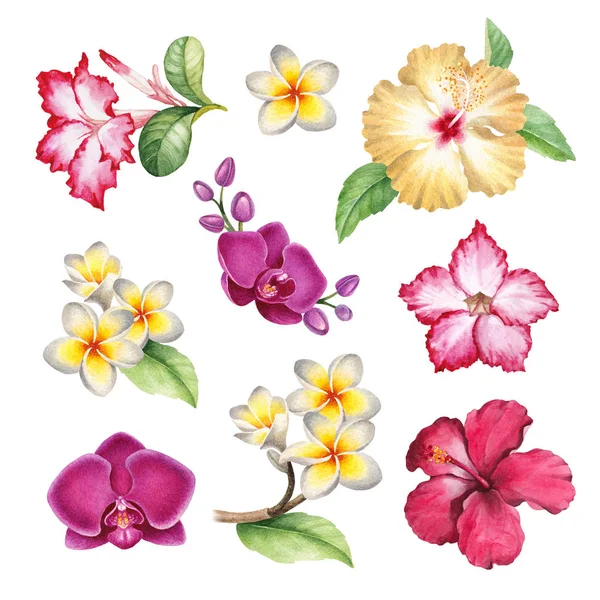 Watercolor illustrations of tropical flowers