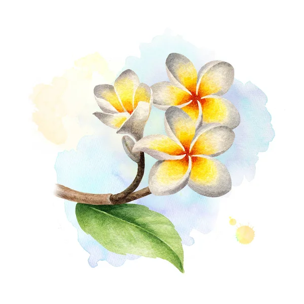 鸡蛋花的花朵水彩插图 — 图库照片