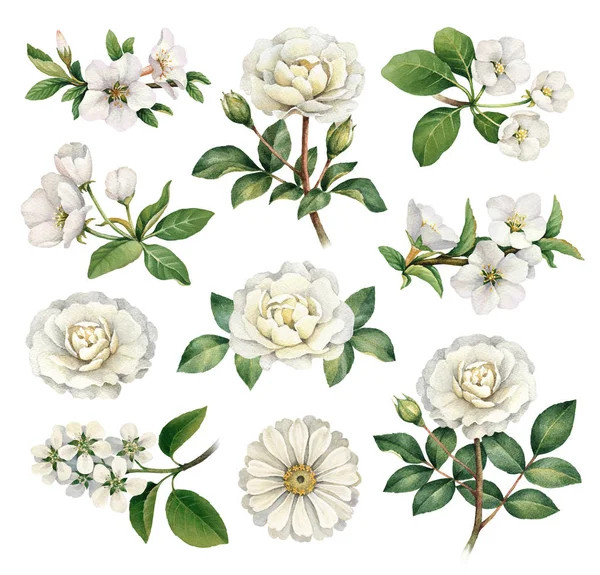 白い花の水彩イラスト — ストック写真