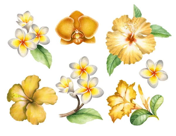 Akvarell Illusztrációk Trópusi Virágok — Stock Fotó