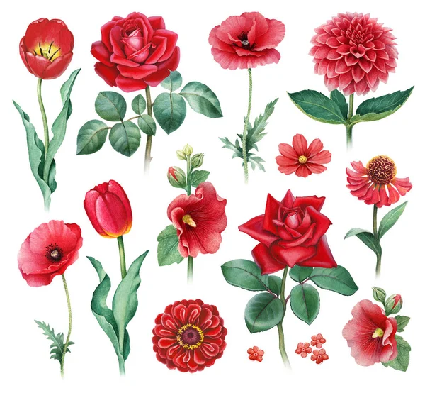 Акварельні Ілюстрації Червоних Квітів — стокове фото