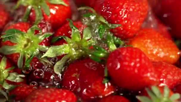 Arrosage aux fraises. Gros plan sur les cultures dans l'eau . — Video