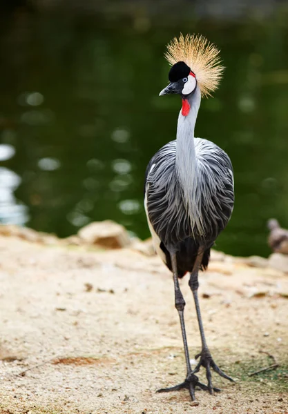 Kronenkranich mit Haube neben See im Park im Freien. — Stockfoto