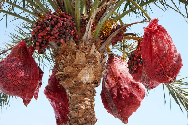 Dates palm tree crop blue sky — Stock Photo, Image