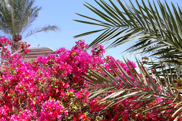Flores tropicais e folhas de palma contra o céu azul — Fotografia de Stock