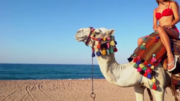 Egypte vacances avec chameau équitation retour pour jeune femme — Video