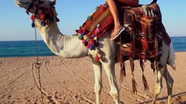 Sarışın kız için deveyle Mısır turizmi