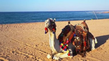 Develi Mısır turizmi ve Corona virüsü tehlikesi
