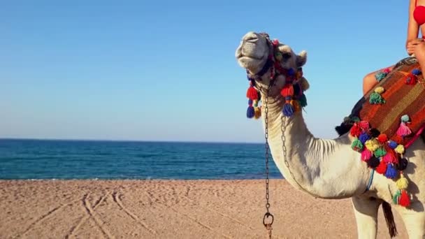 Egypte toerisme met kameel rijden terug voor jonge vrouw — Stockvideo