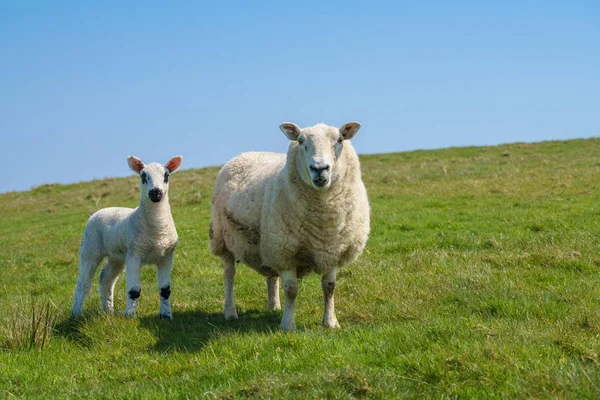 Único cordeiro recém-nascido com ovelha contra o céu azul — Fotografia de Stock