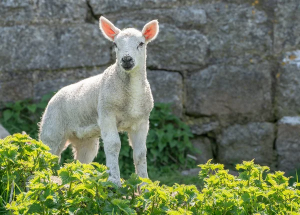 Singolo agnello appena nato retroilluminato contro muro di pietra — Foto Stock