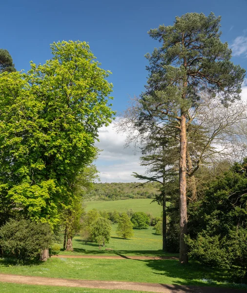 Blick über grünes Ackerland zwischen zwei hohen Bäumen — Stockfoto