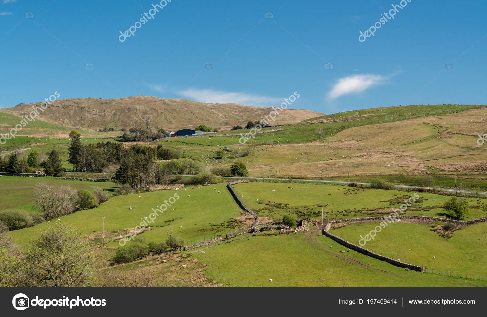 Sheep and lambs in welsh mountain farm — Stock Photo © steveheap 197409414