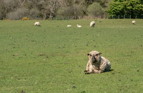 Ενοχλημένος ή σταυρό Shropshire πρόβατο στο Λιβάδι — Φωτογραφία Αρχείου