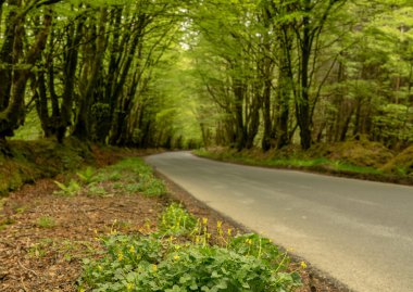 Bir tünel oluşturan taşkın ağaçlar arasındaki dar yol