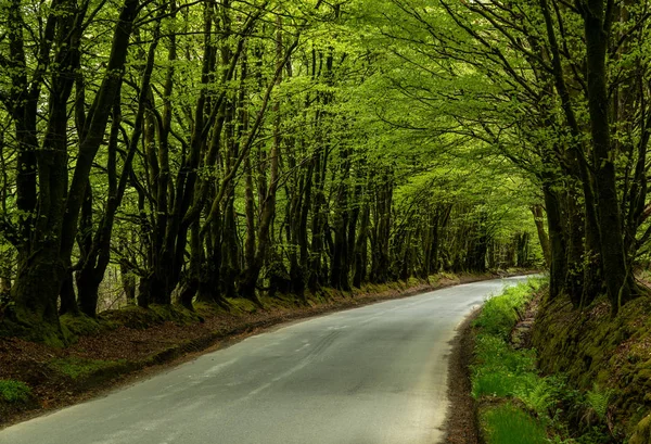 Narrow road between overhanging trees forming a tunnel — Stock Photo, Image