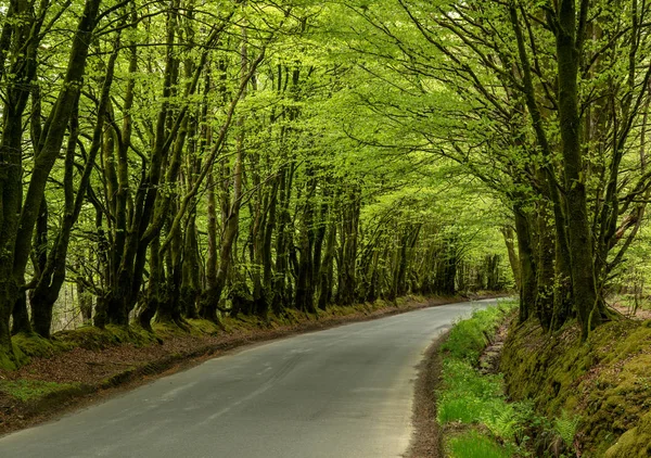 Узкая дорога между нависающими деревьями, образующими туннель — стоковое фото