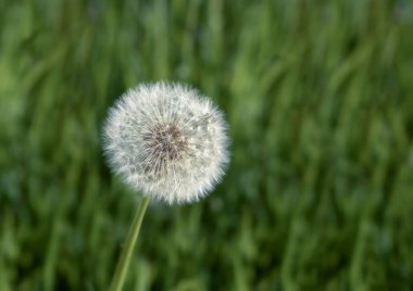 Karahindiba çiçek tohum Başkanı yakın çekim