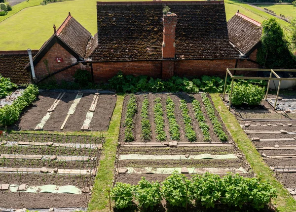 Przydziały i warzywa w Shrewsbury, Shropshire — Zdjęcie stockowe