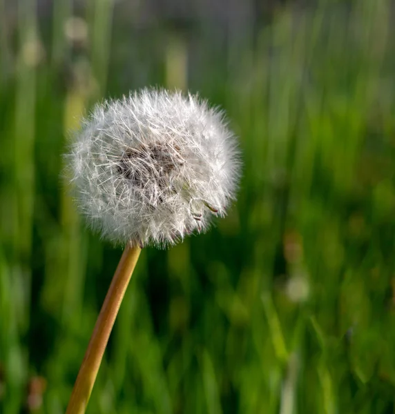 Karahindiba çiçek tohum Başkanı yakın çekim — Stok fotoğraf