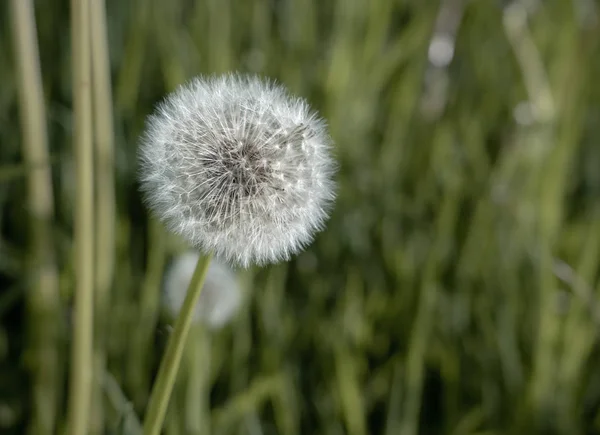 Close up van het hoofd van de zaad van paardebloem bloem — Stockfoto