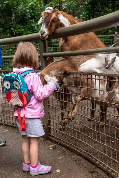 Las cabras alcanzan a través de la cerca para comer alimentos del niño —  Fotos de Stock