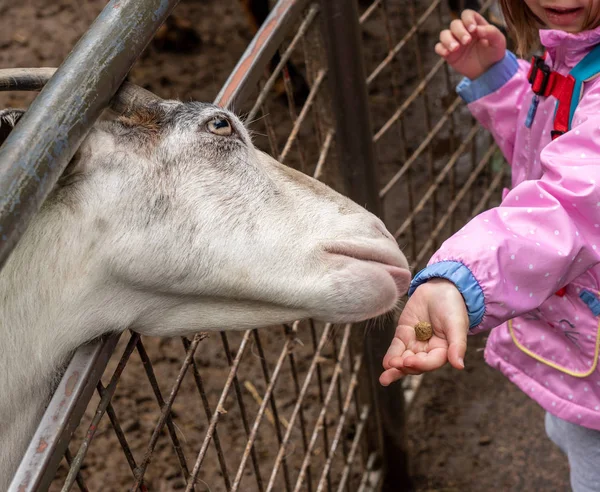 Weiße Ziege greift durch Zaun, um Nahrung von Kind zu essen — Stockfoto