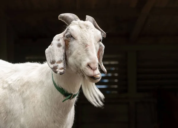 Ritratto di testa di capra bianca con barba masticare il bolo alimentare — Foto Stock