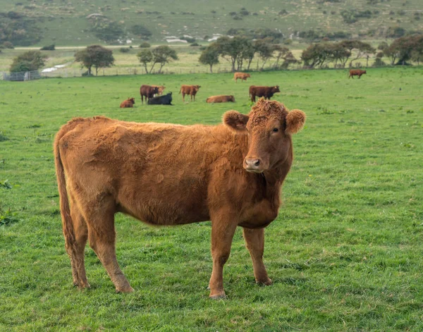 Brown cow looking at camera in English field Royalty Free Stock Images