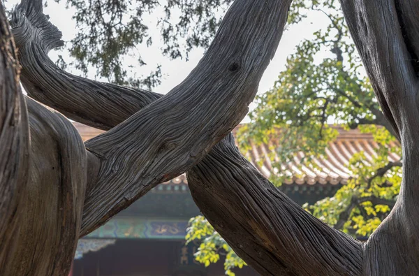 Details van verwrongen bomen in de verboden stad in Peking — Stockfoto