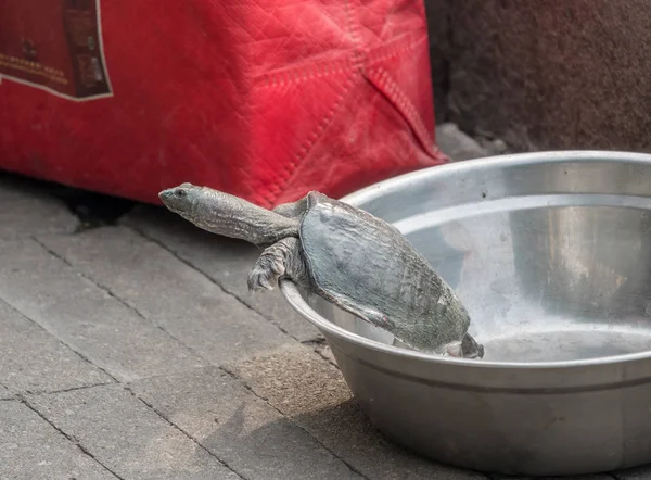 从海河到天津出售的海龟 — 图库照片