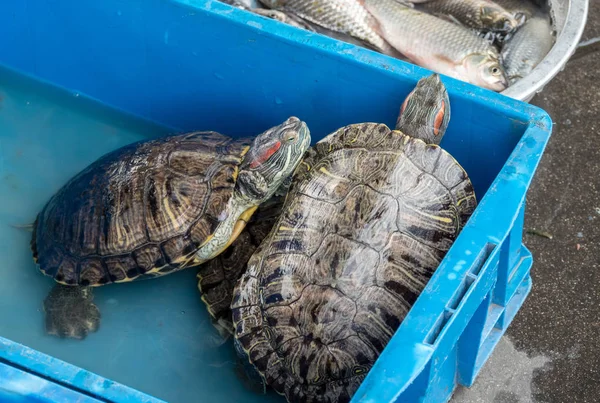 Schildpadden te koop van de rivier Haihe in Tianjin — Stockfoto