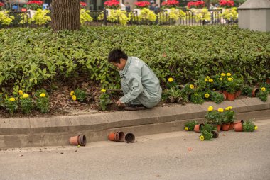 Yol medyan Şanghay'nın çiçek dikim işçi