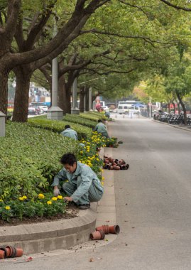 Yol medyan Şanghay'nın çiçek dikim işçi