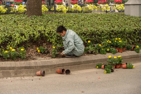 Yol medyan Şanghay'nın çiçek dikim işçi