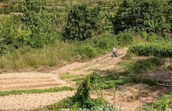 Çay Huaan Unesco Dünya Mirası sit alanı, dış Tulou çalılar