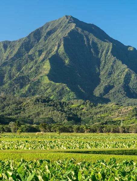 Le foglie di Taro incorniciano i monti Na Pali a Kauai — Foto Stock