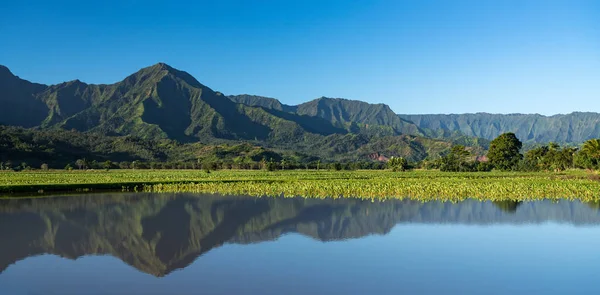 Taro leaves frame the Na Pali mountains in Kauai — Stock Photo, Image