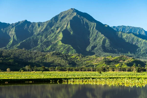 Taro blätter rahmen die na pali berge in kauai ein — Stockfoto
