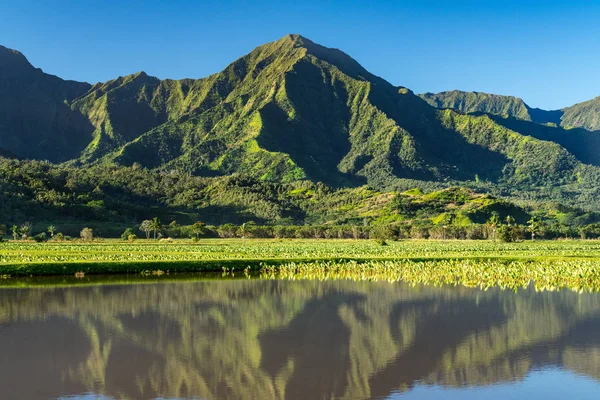 Taro blätter rahmen die na pali berge in kauai ein — Stockfoto