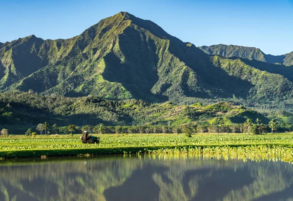 Las hojas de Taro enmarcan las montañas Na Pali en Kauai —  Fotos de Stock