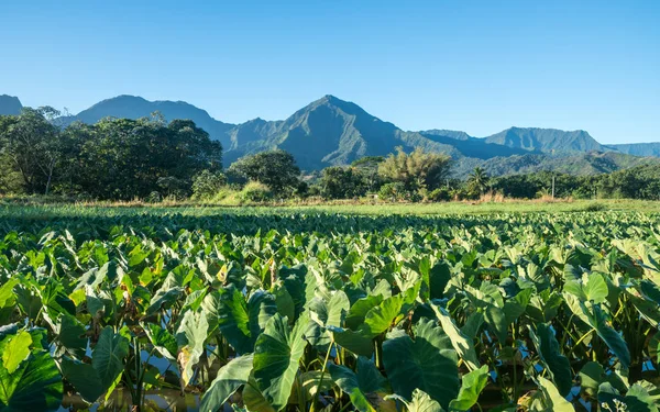 Taro leaves frame the Na Pali mountains in Kauai — Stock Photo, Image