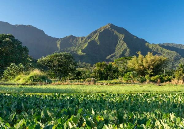 Vicino Piani Taro Nella Valle Hanalei Con Montagne Pali Alle — Foto Stock