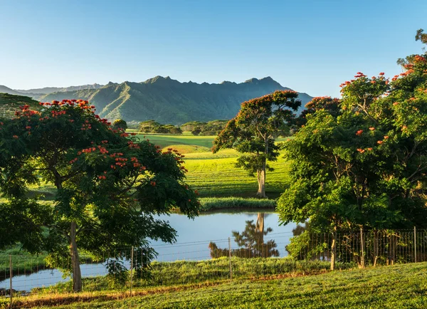 Slående landskapet av Jurassic trädgård kauaiensis — Stockfoto