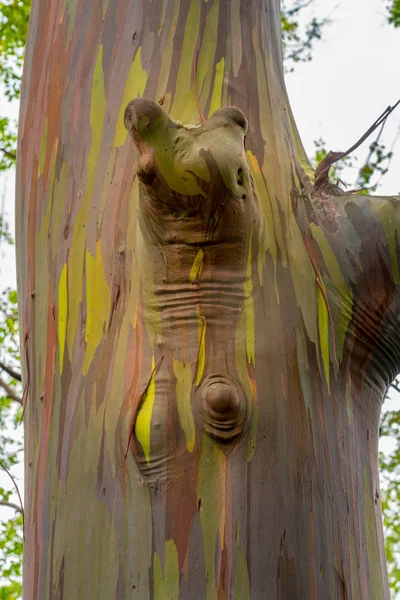 Detail of colorful bark of Rainbow Eucalyptus tree — Stock Photo, Image
