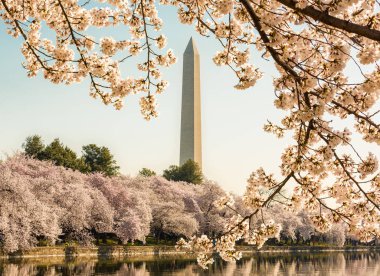 Washington Monument towers above blossoms