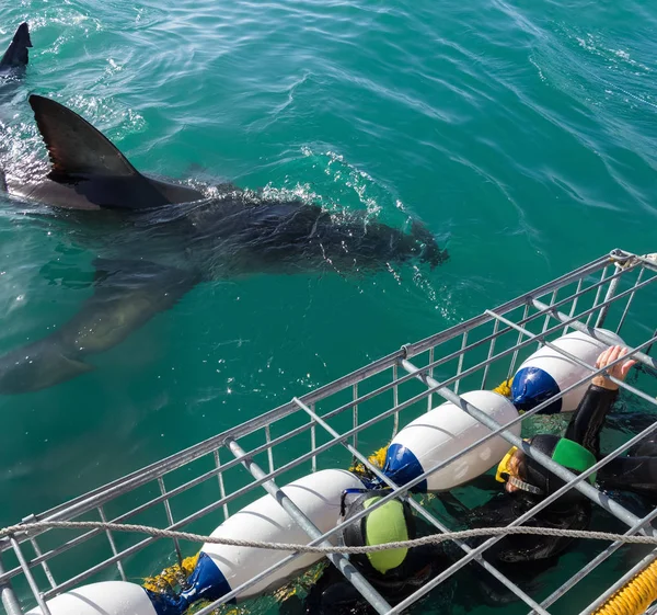 Great white shark with tourists in diving cage — Stock Photo, Image