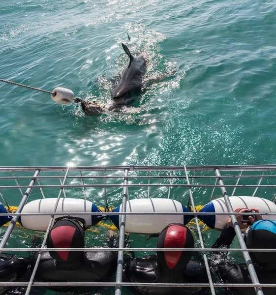 Gran tiburón blanco con turistas en jaula de buceo —  Fotos de Stock