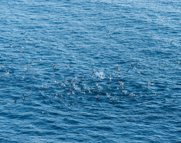 Морські птахи занурюються в океан для риб, близьких до поверхні — стокове фото